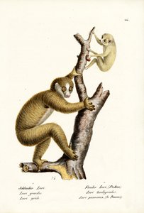 Slender Loris, 1824